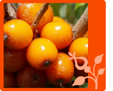 Sea-buckthorn berry