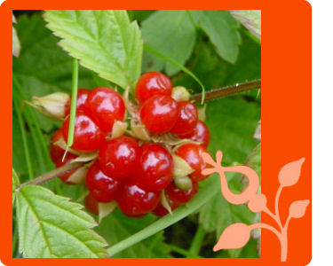 Stone Bramble - Rubus saxatilis L.